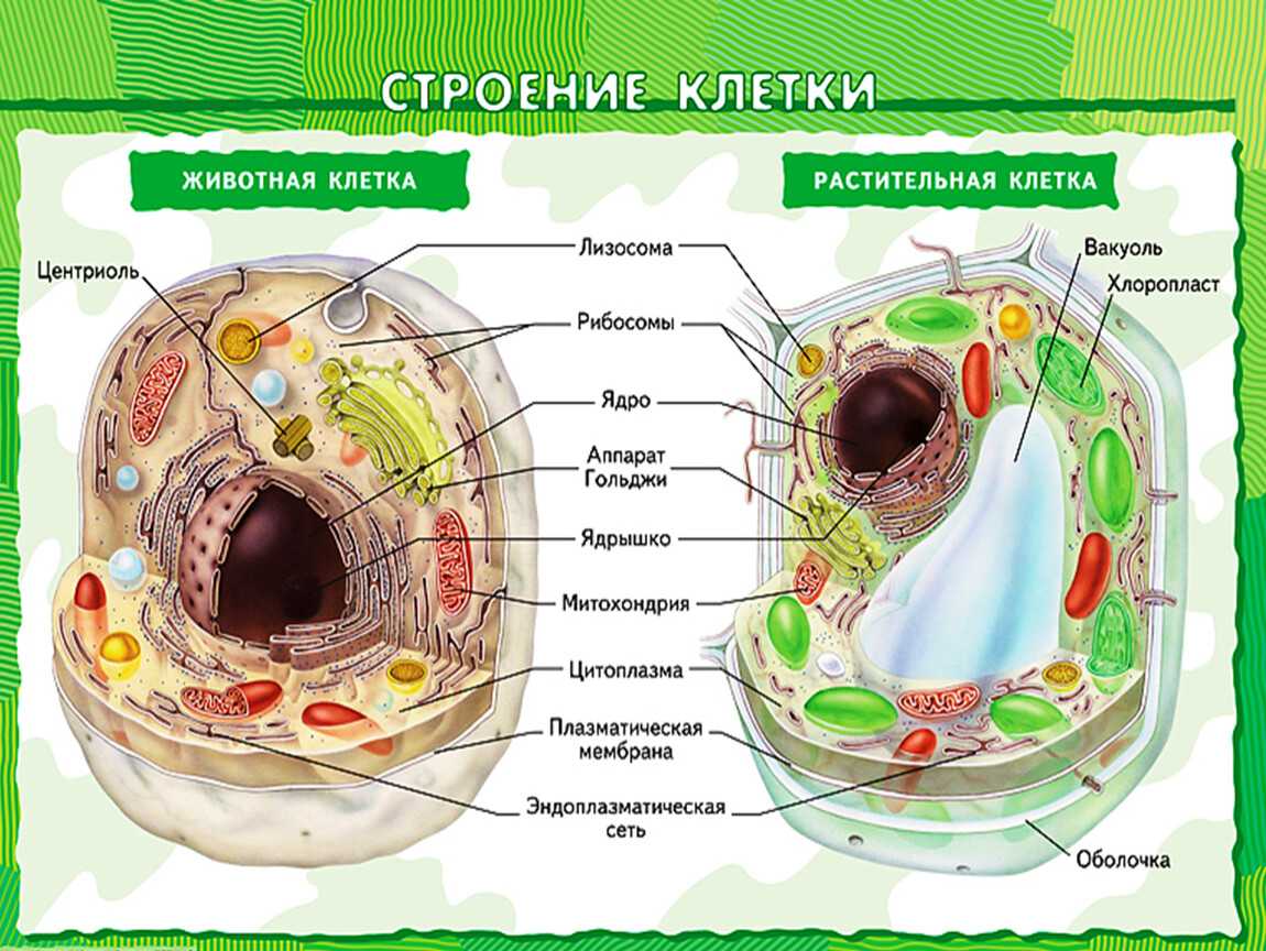 Жгутики: эукариотические, прокариотические (структура и функции) - биология - 2023