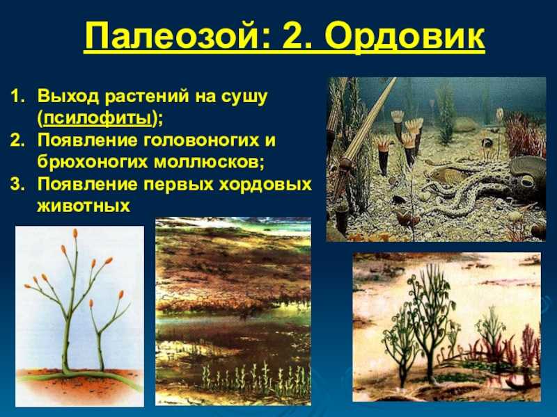 Презентация на тему выход растений на сушу. высшие растения
