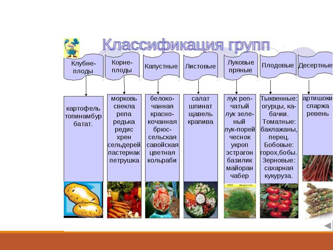 Строение «корнеплодов»