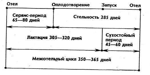 Образование и выделение молока | рецепты от вадима мальковского