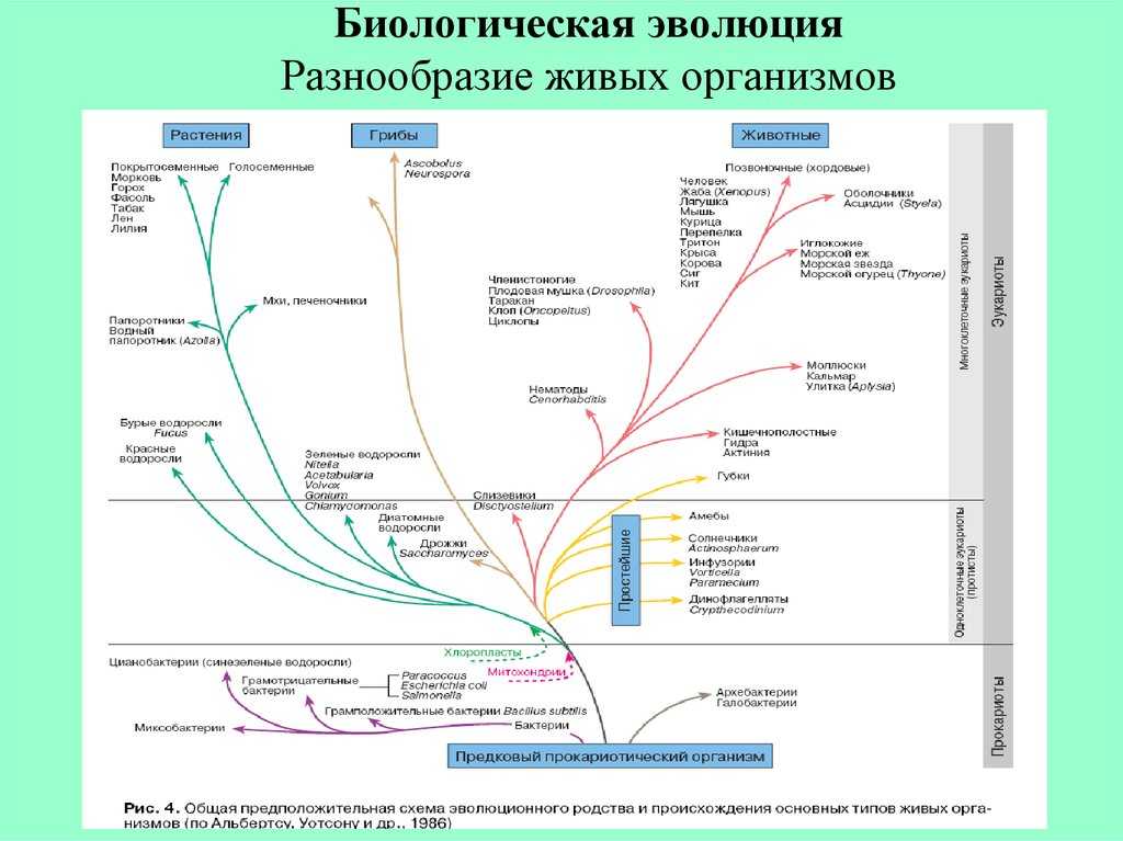 Происхождение животных и их дикие предки и сородичи чарлина тамара николаевна преподаватель спец.дисциплин огоу нпо профессиональное училище 76. - презентация