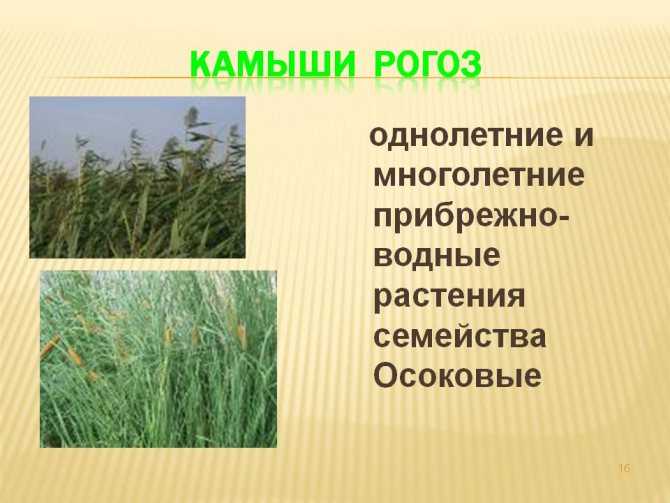 Камыш: описание, выращивание и полезные свойства