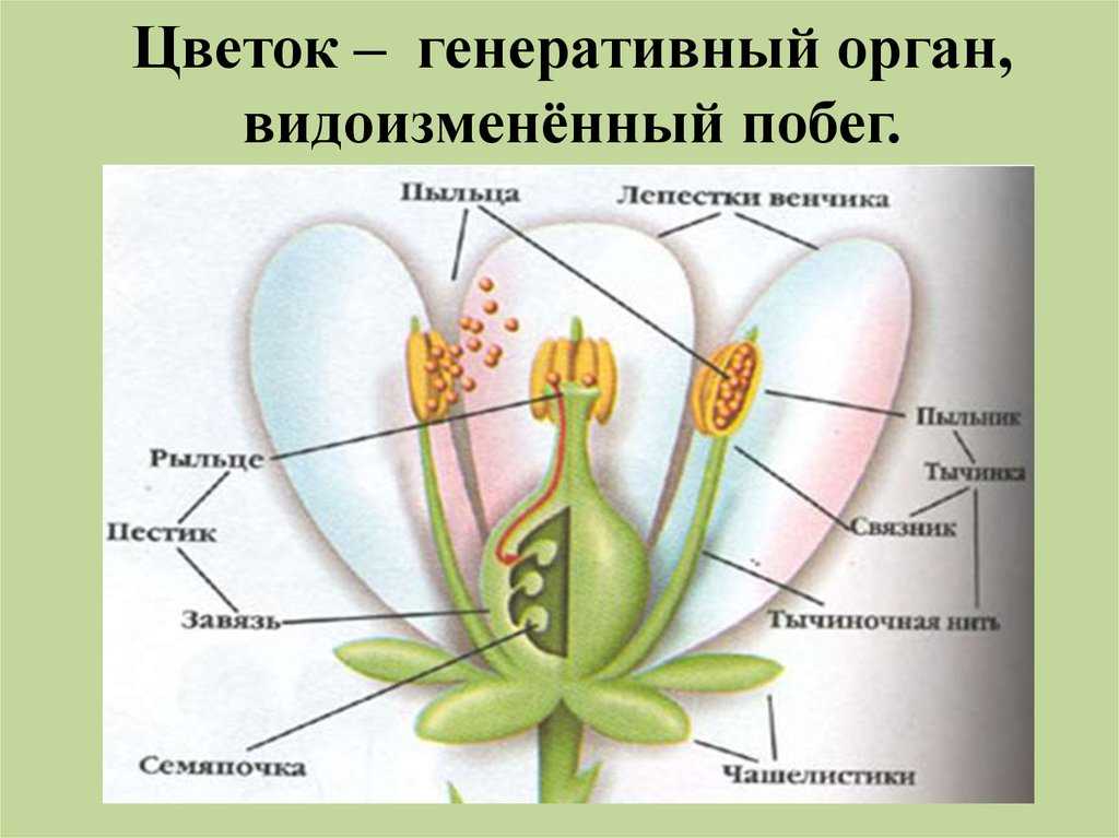 Строение цветка