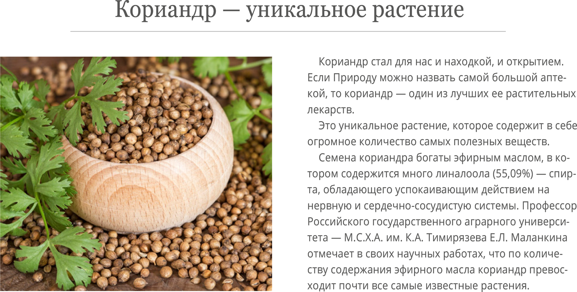 Кинза (кориандр): выращивание из семян в открытом грунте