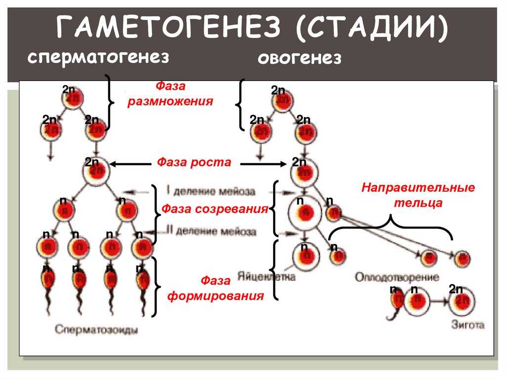 Гаметогенез - определение, стадии размножения, роста и зрелости, схема