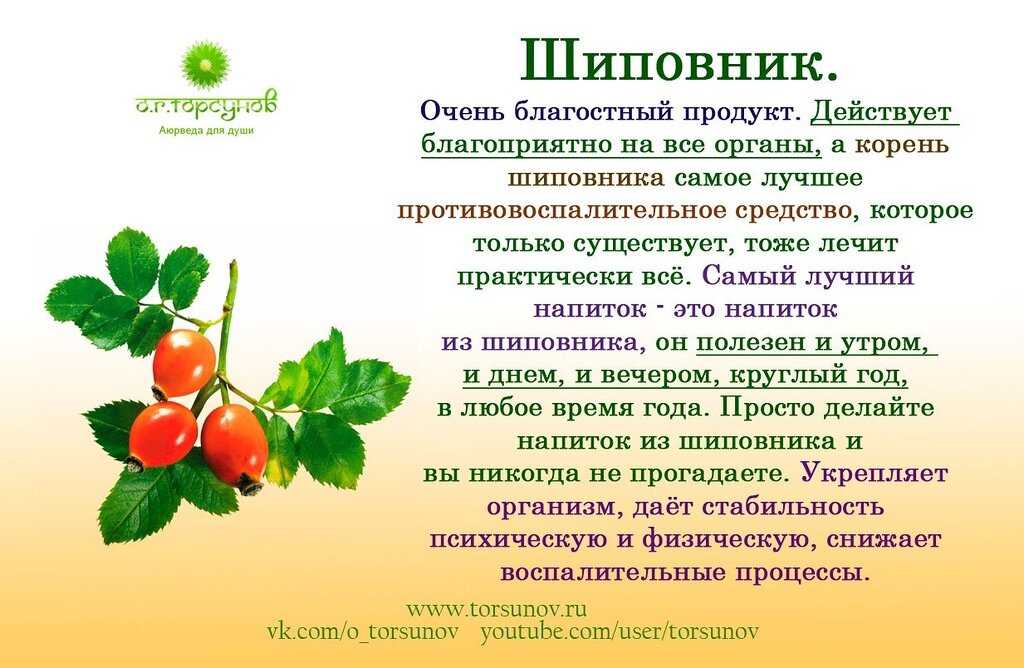 Шиповник — 8 лечебных свойств и противопоказания, применение плодов для здоровья организма