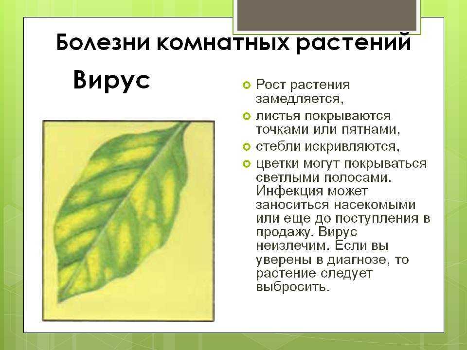 Болезни растений: список заболеваний с фотографиями + все о лечении, обработке, борьбе, диагностике и профилактике