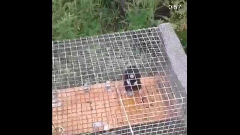 Топ-5 способов для борьбы с медведкой на огороде, садовом участке: действующие средства и профилактические меры | (фото & видео)