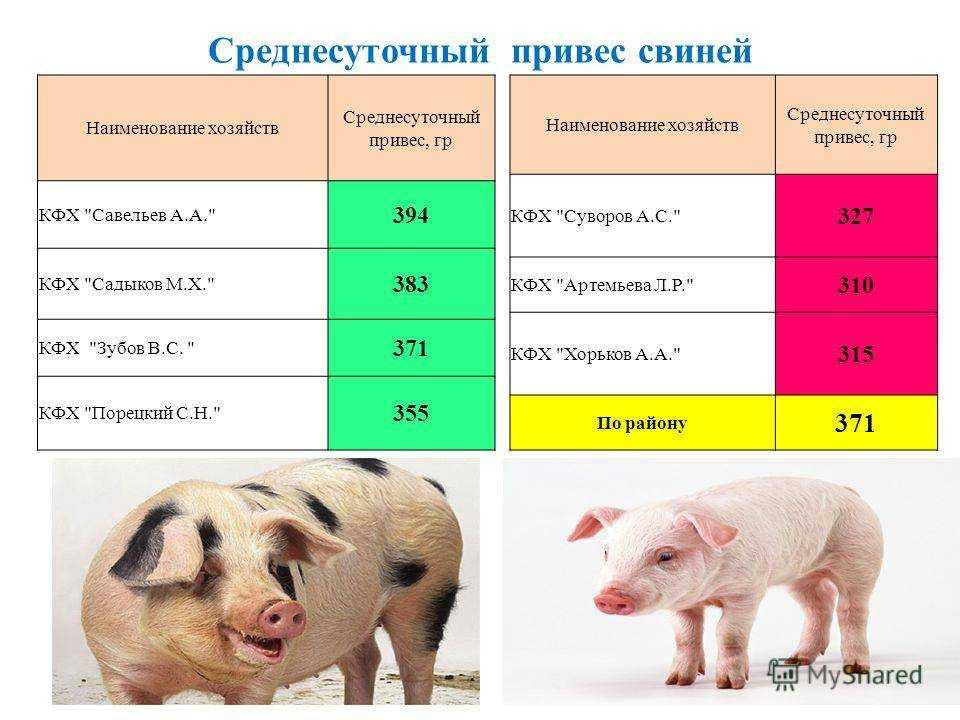 Сколько опоросов можно держать свиноматку