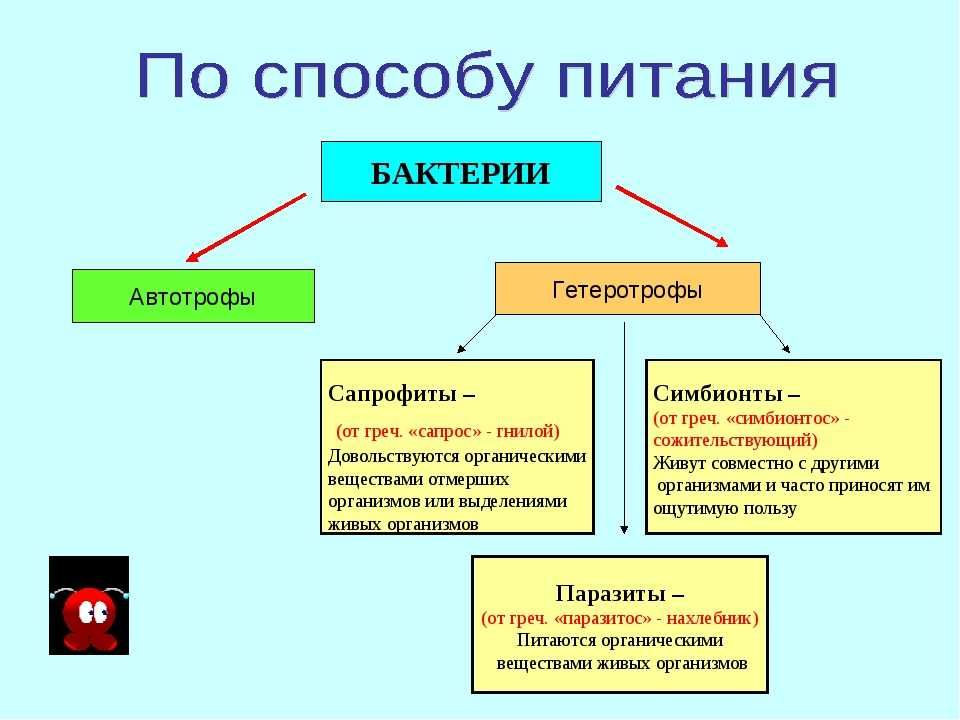 Последовательности биологических процессов