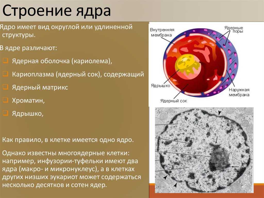 Ядро. биология 9 класс. пасечник
