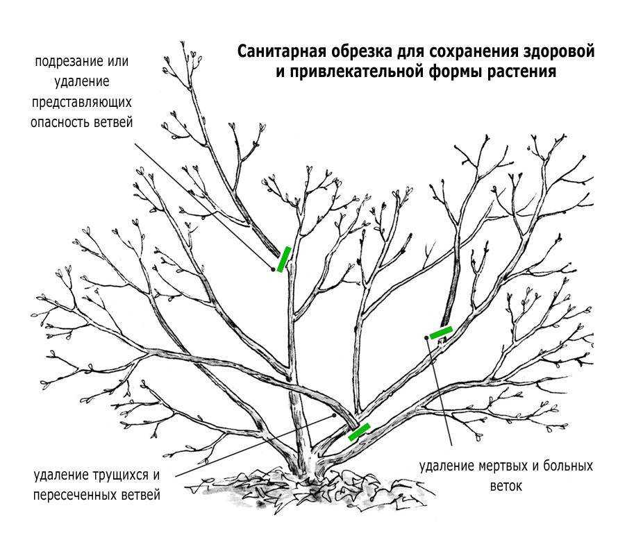 Схема обрезки яблонь осенью: формирование кроны