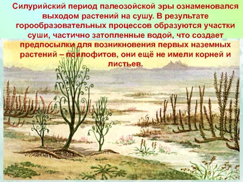 Первыми наземными растениями были… первые растения на земле