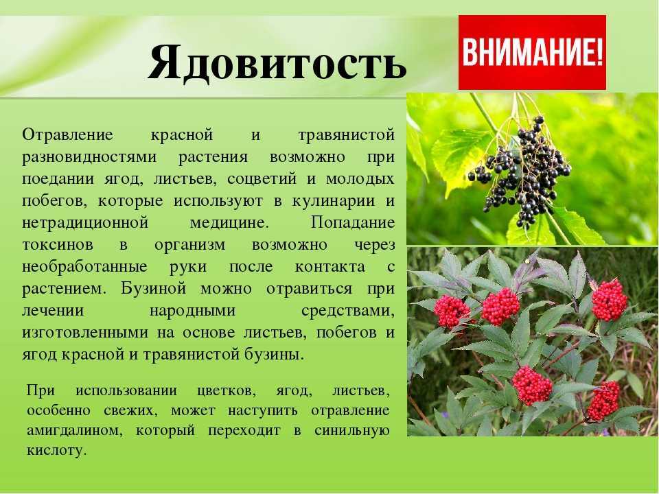 Бузина черная — яркое и полезное дополнение к саду. фото — ботаничка бузина черная корневая система красивые потолки из гипсокартона для спальни обувь свадебные женские