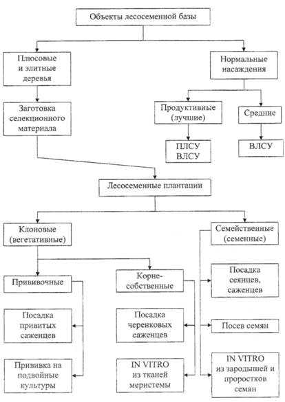Организация лесосеменной базы