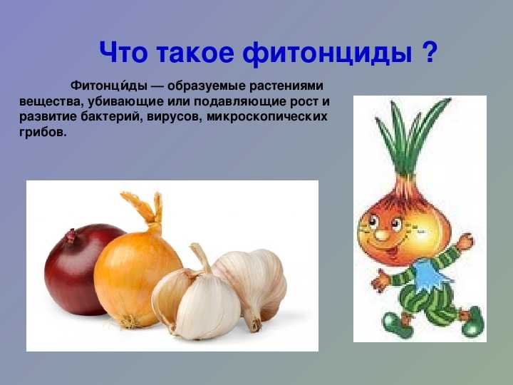 Подробно о фитонцидах, как о растительных антибиотиках