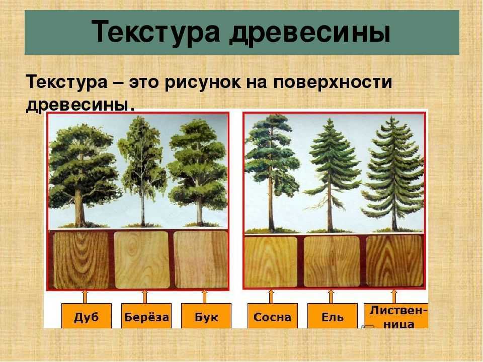 Свойства некоторых древесных пород
