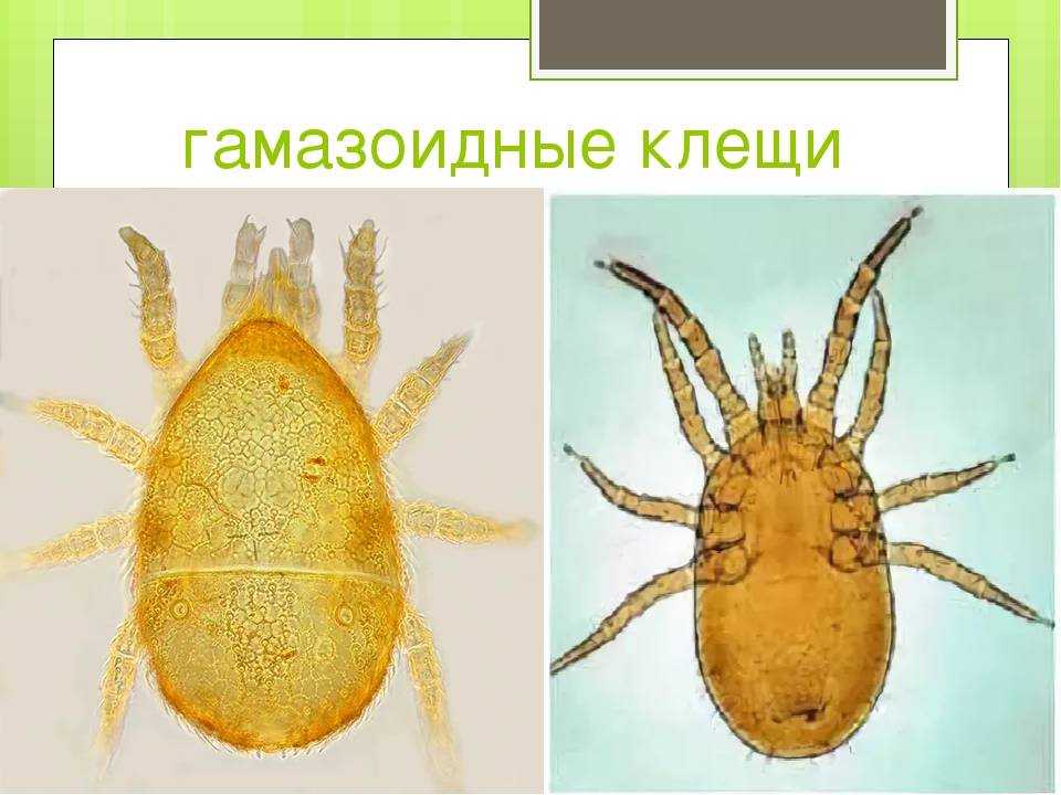 Гамазовые клещи: как распознать паразита. крысиный (гамазовый) клещ семейство гамазовые