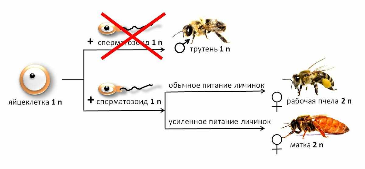 История пчеловодства - пчеловодство - животноводство - собственник