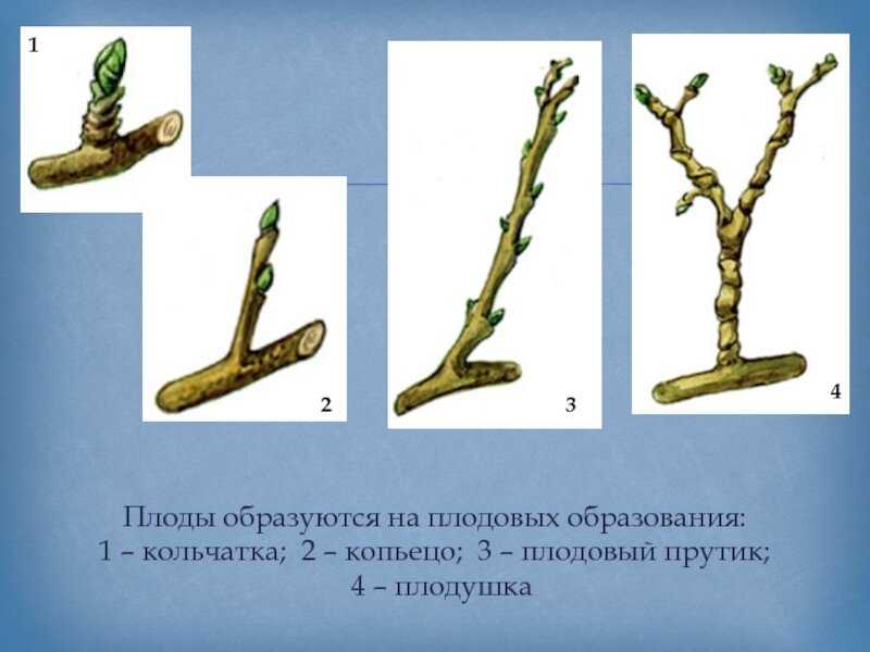 Практикум по плодоводству северного казахстана