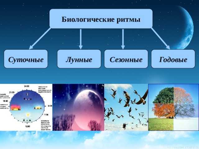 Значение суточных (циркадных) и сезонных ритмов поведения