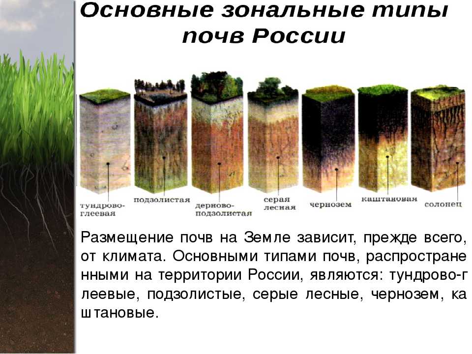 Лес 6 класс