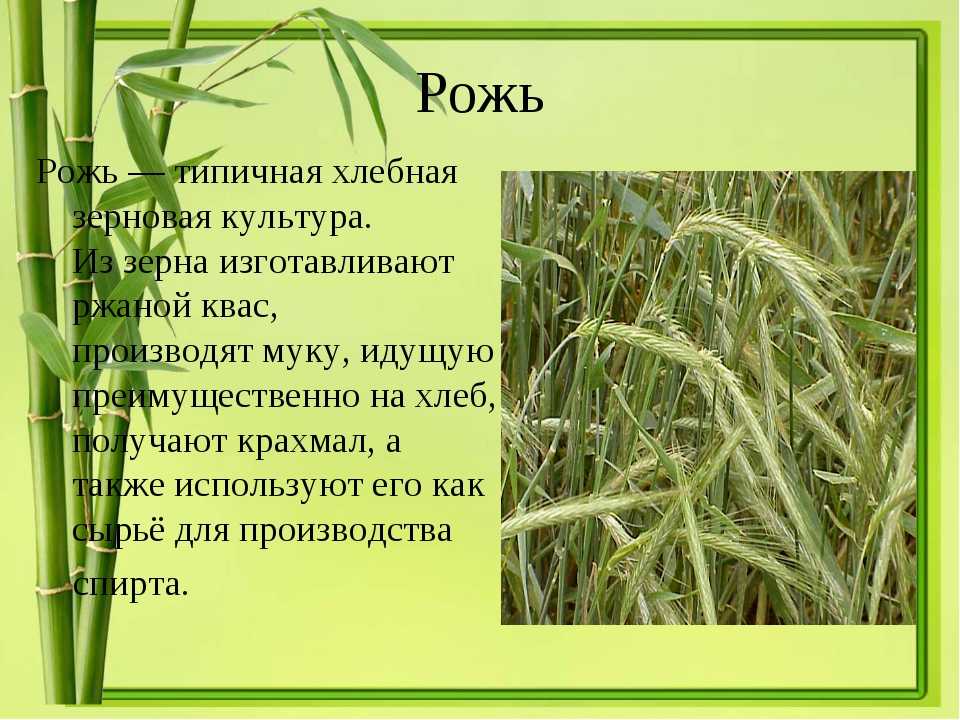 Рожь