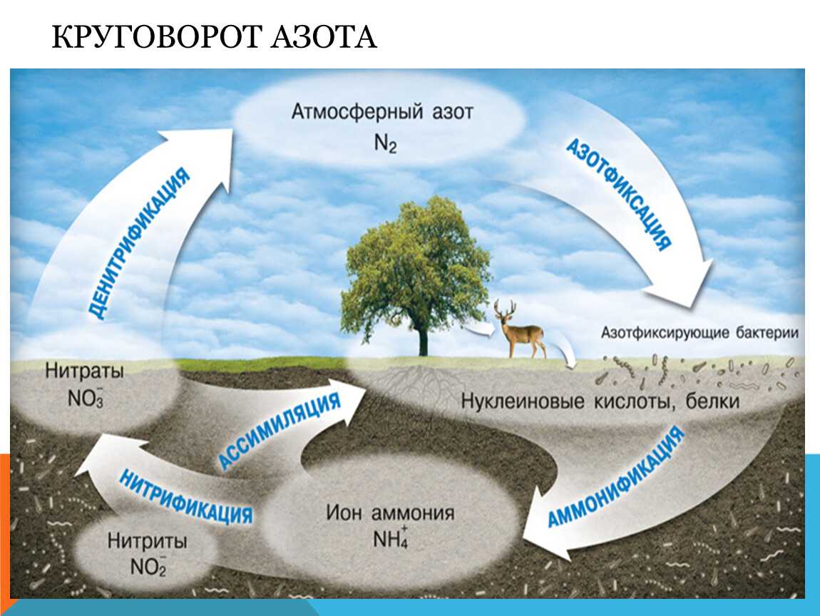 Биологическая фиксация азота . реферат. биология. 2008-12-09