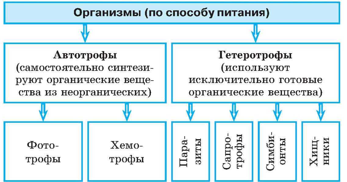 Урок 8: обмен веществ в клетке - 100urokov.ru