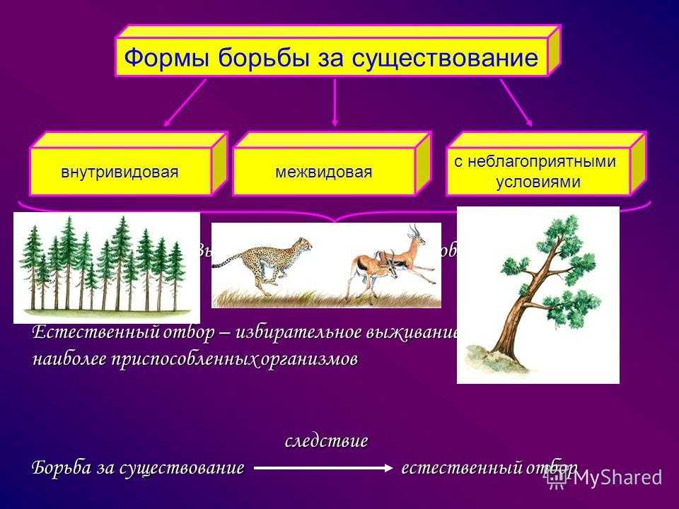 Что такое борьба за существование простыми словами | экология