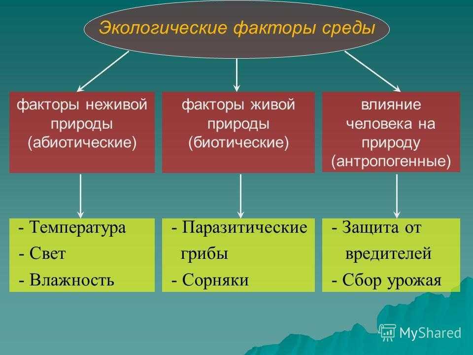 Лес и линия деревьев - abcdef.wiki