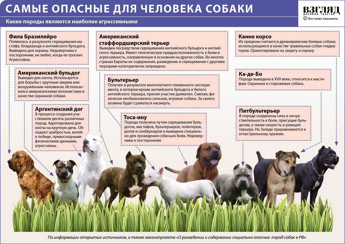 Перспективный план селекционно-племенной работы со стадом крупного рогатого скота чёрно-пёстрой породы ооо племзавод«уныш» дюртюлинског