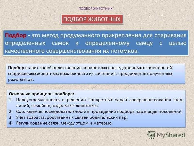 Презентация на тему отбор и подбор сельскохозяйственных животных