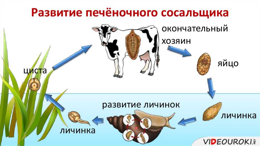 Аргасовые клещи