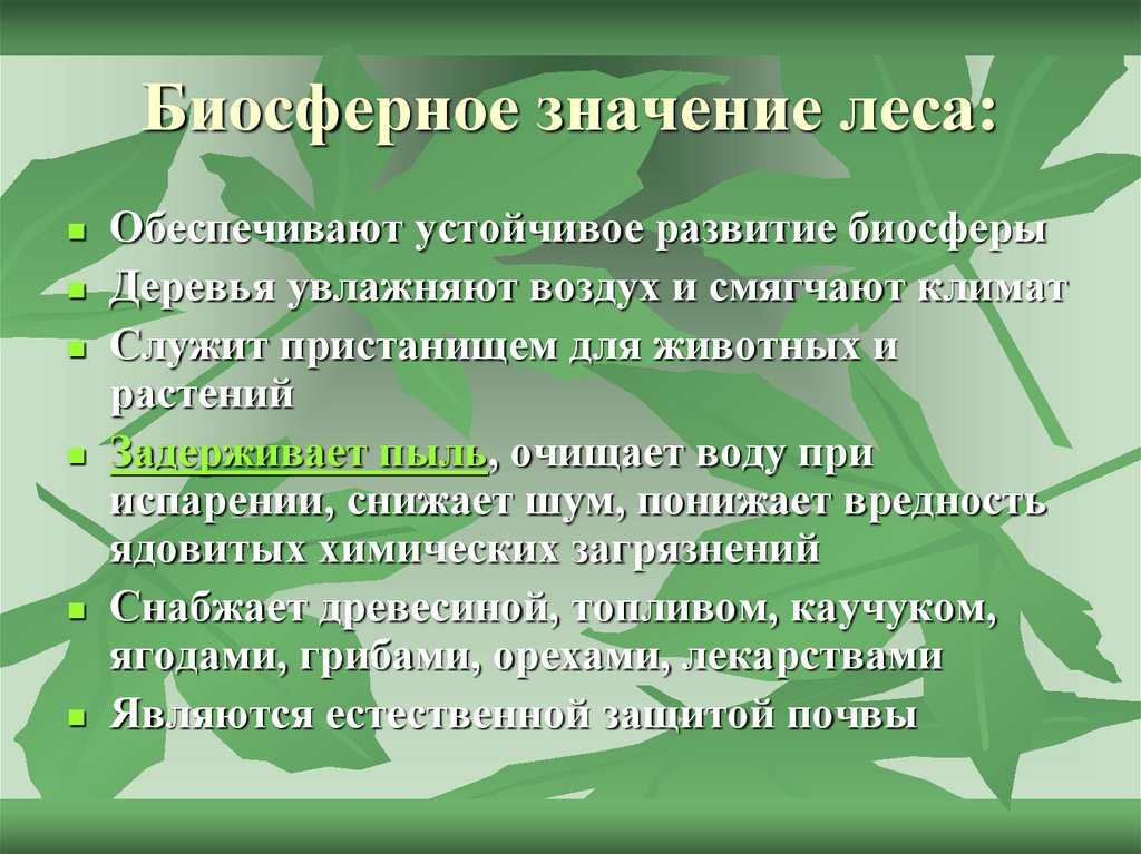 Богатство лесов и их значение в биосфере. доклад. экология. 2010-11-17