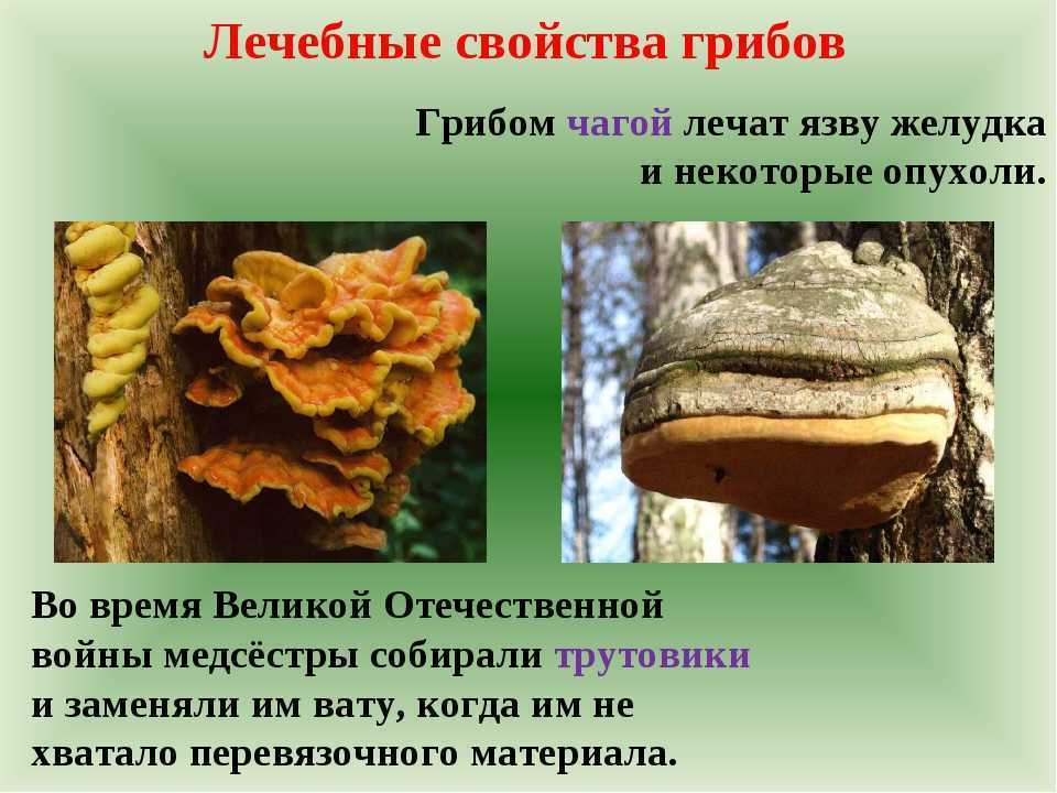Трутовик ложный