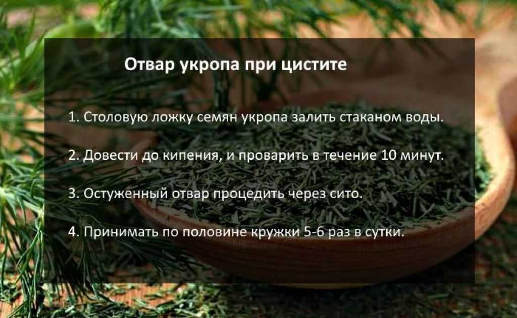 Семена укропа