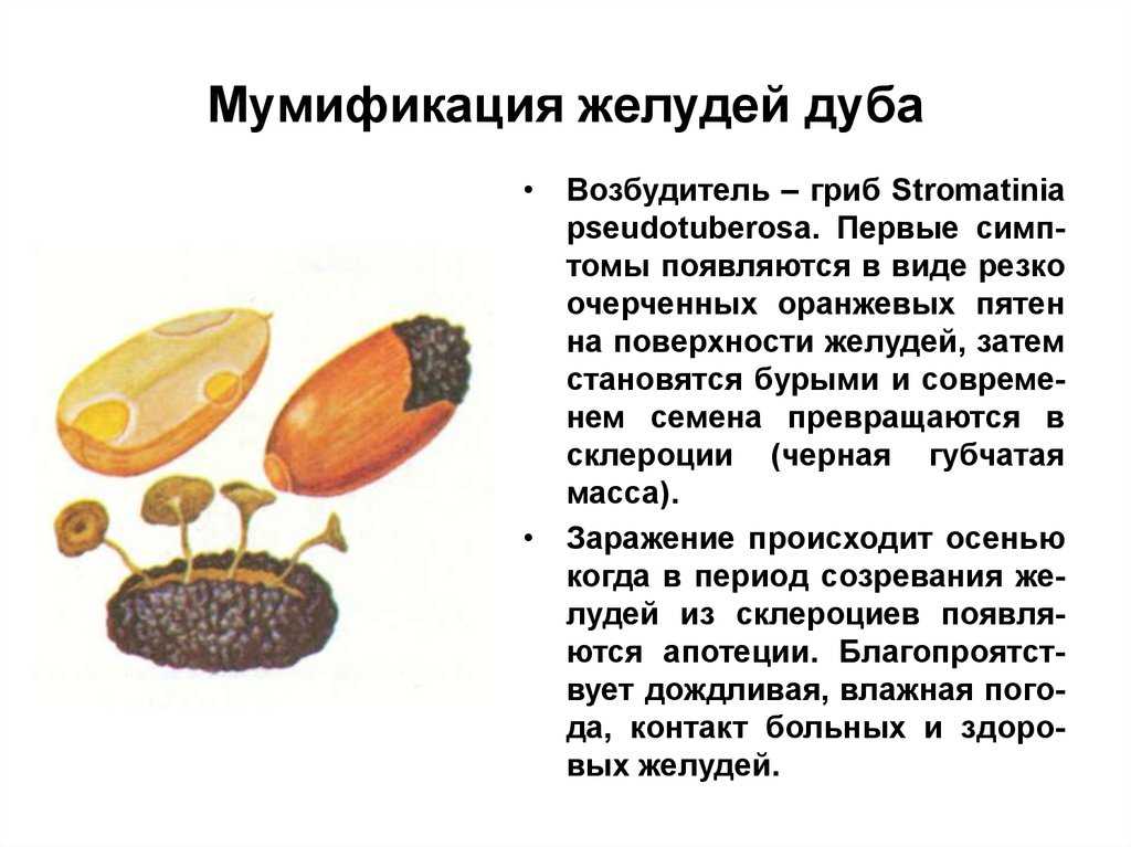 Микромицеты - возбудители болезней древесных пород [1986  горленко м. в., гарибова л. в., сидорова и. и. - всё о грибах]