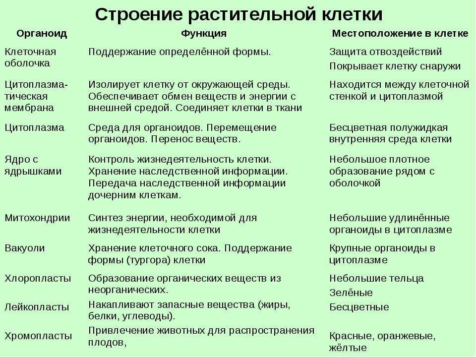 Клеточная теория. учебник