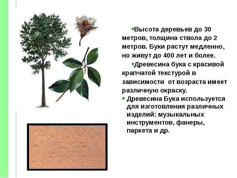 Лесной бук: описание, древесина бука применение