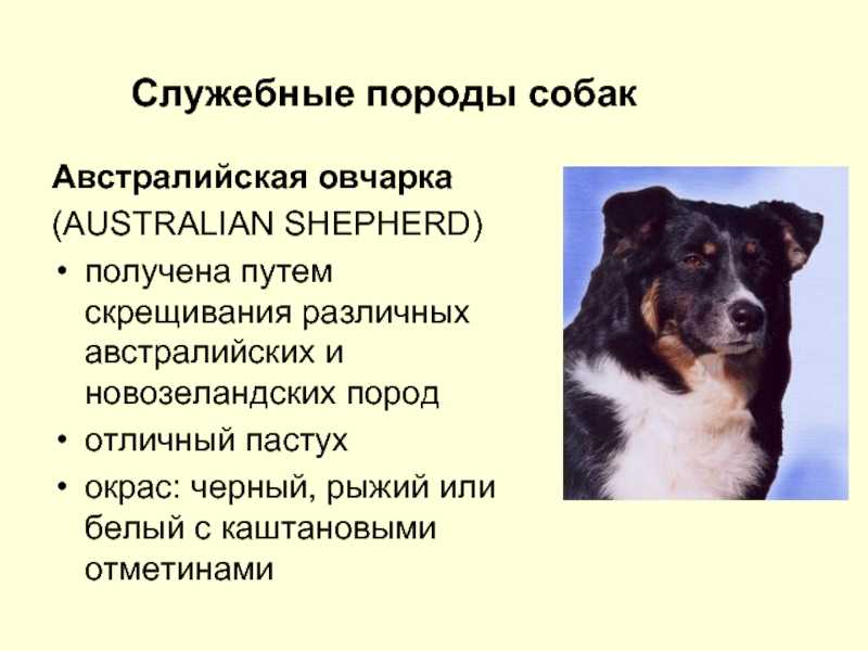 Методы разведения с/х животных, сущность, хозяйственное значение, методы скрещивания, применение инбридинга, гибридизация