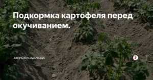 Удобрения для картофеля при посадке и осенью: виды, как вносить
