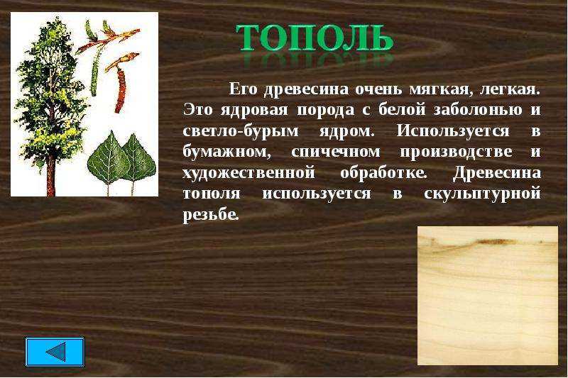 Осокорь (черный тополь) — описание дерева и его применение
