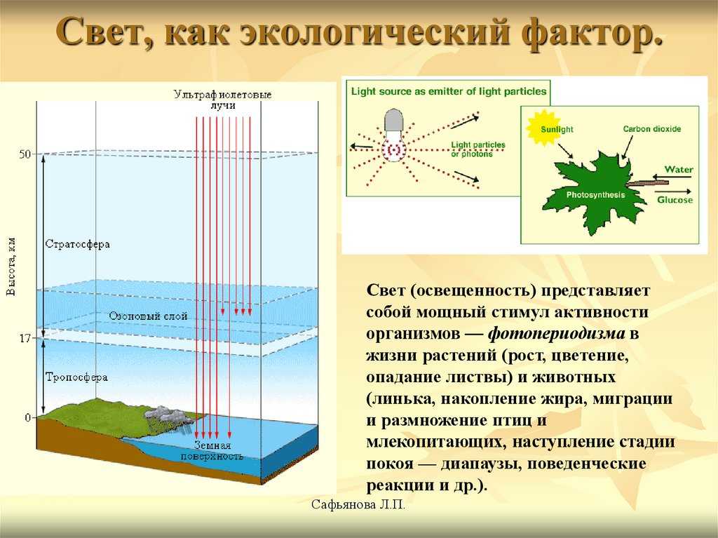 Влажность как экологический  фактор