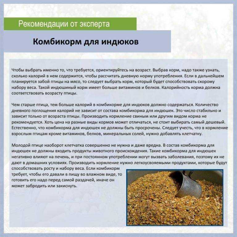 Выращивание индеек. рентабельность около 100%