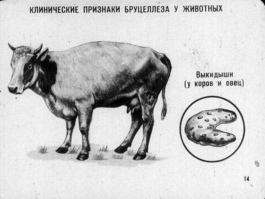Бруцеллез у человека: более 10 симптомов, лечение (33 препарата), диагностика и последствия