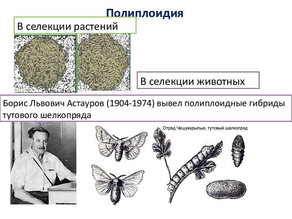 Астауров борис львович — энциклопедия фонда «хайазг»