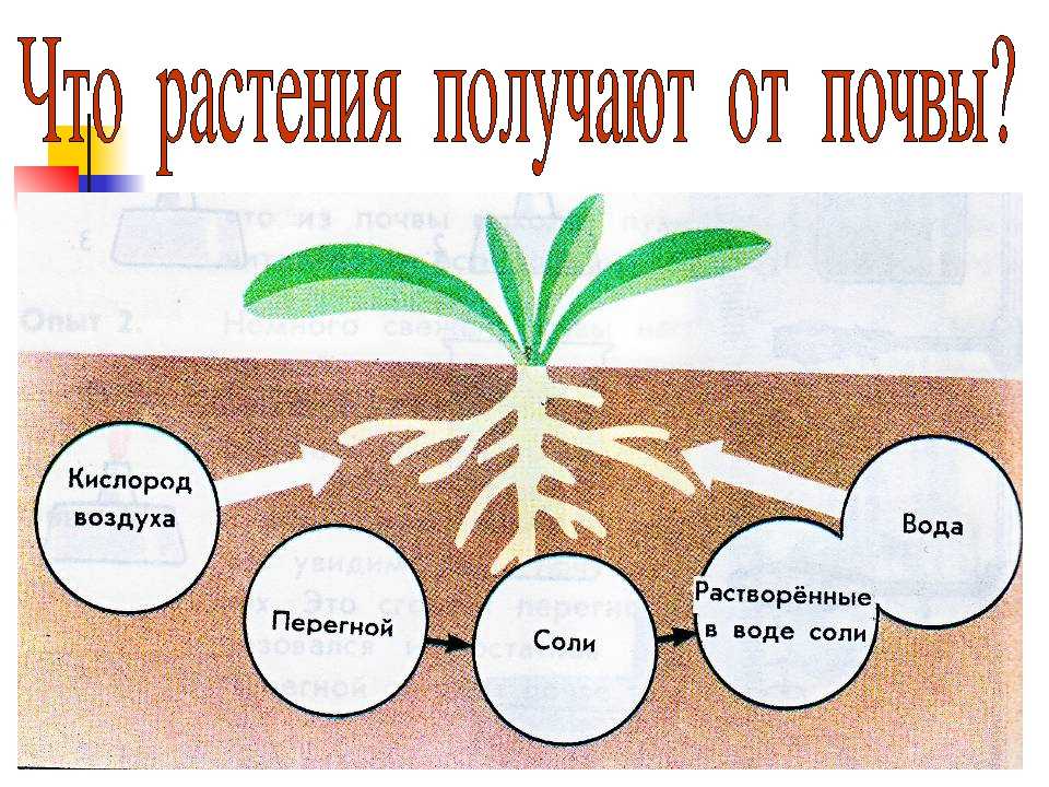 Типы растений отношению почвам