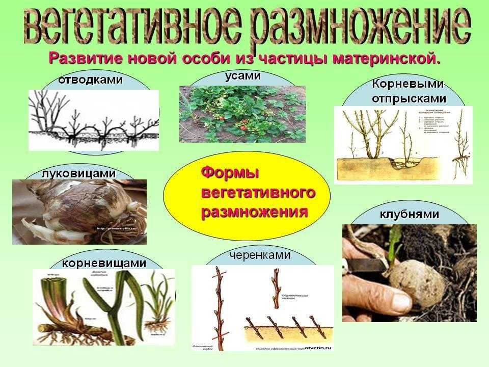 Выгоночные культуры - цветы, кустарники, деревья