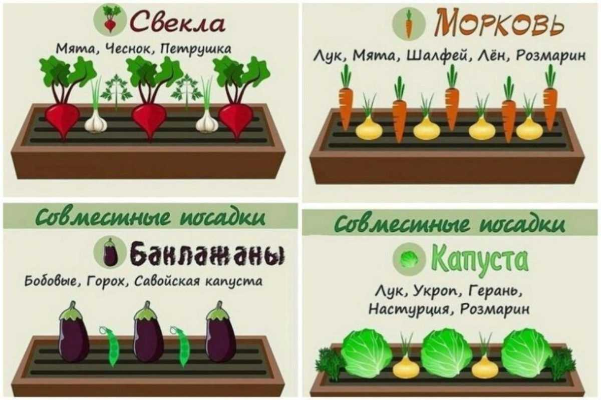 Изменчивость важнейших хозяйственно-ценных показателей семян яровой сурепицы при репродуцировании и ее использование в селекционно-семеноводческом процессе